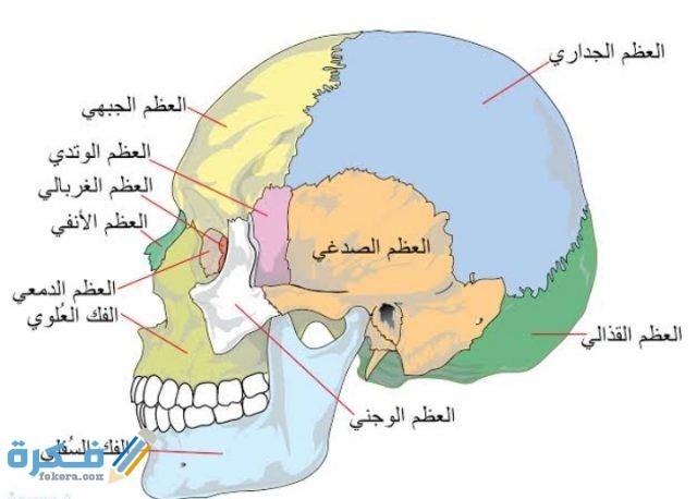 لماذا تكون المفاصل في جمجمة الجنين مرنة لماذا تكون المفاصل في جمجمة الجنين مرنة