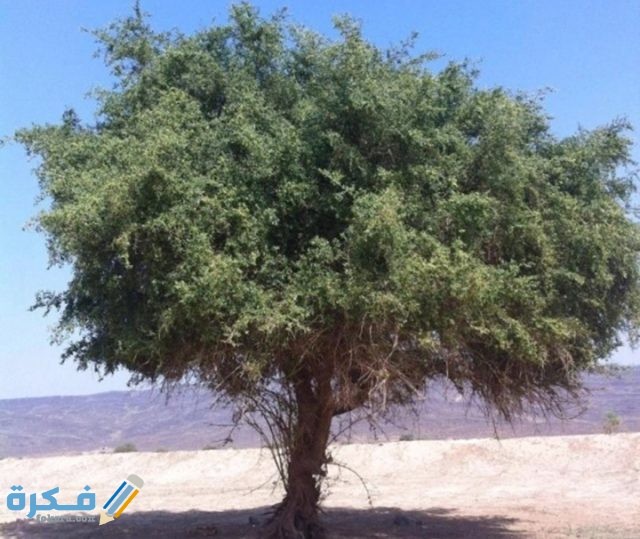 من الأشجار المعمرة في دول مجلس التعاون الخليجي من الأشجار المعمرة في دول مجلس التعاون الخليجي