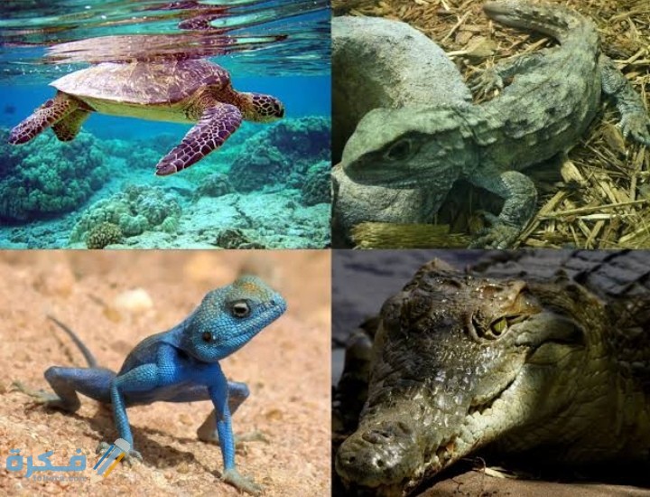 IMG ٢٠٢١٠٣١٨ ٢٣٠٦٥٤