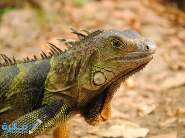 استنتج كيف يساعد الجلد السميك الجاف الزواحف على العيش على اليابسة