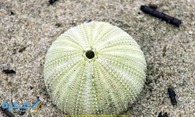 يتميز الحيوان الظاهر في الصورة بأنه