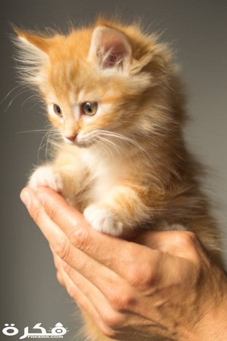 animal cute kitten cat