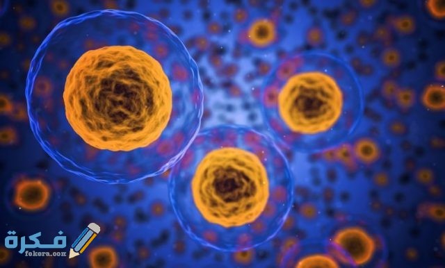 تسمى عملية انقسام النواة إلى نواتين متماثلتين