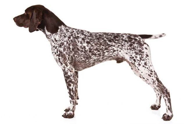 dog animal pet german longhaired pointer