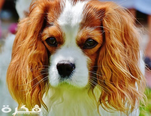 dog cavalier king charles spaniel funny pet 162123