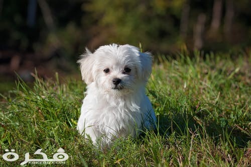 dog young dog small dog maltese