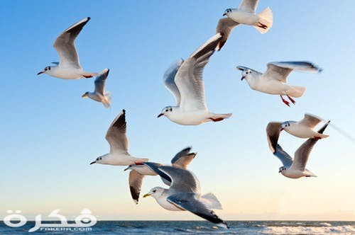 gulls bird fly coast 54462