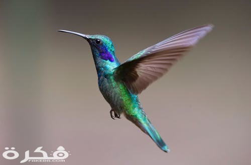 hummingbird bird birds 349758