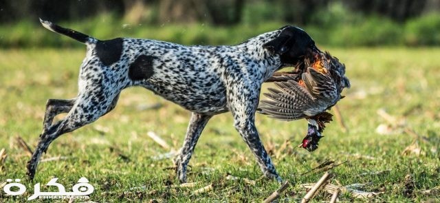 images aHJNaeGHJRdTB9A2N pointer gundog pheasant used