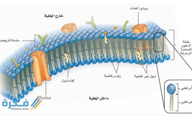 من خلال النفاذية الاختيارية يتم التحكم في مرور المواد بالغشاء البلازمي من خلال النفاذية الاختيارية يتم التحكم في مرور المواد بالغشاء البلازمي