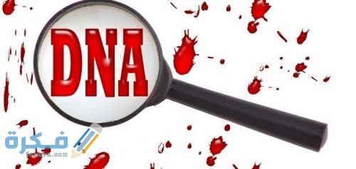 صف كيف تحدث عملية تضاعف dna