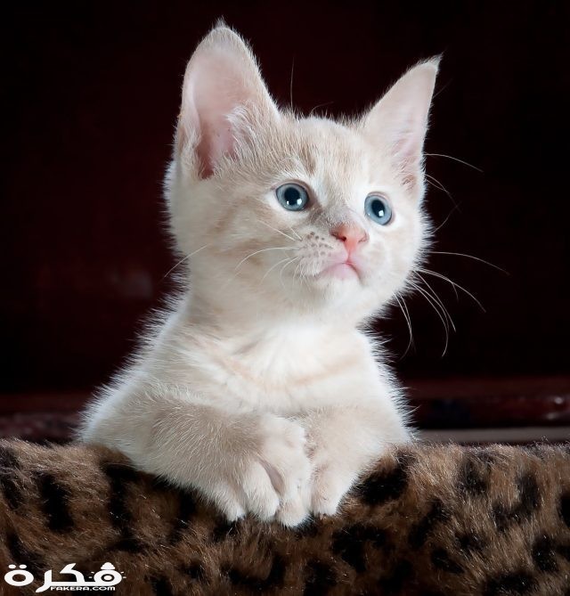 kitty cat kitten pet 45201