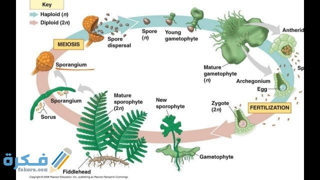 شرح ظاهرة تعاقب الأجيال شرح ظاهرة تعاقب الأجيال