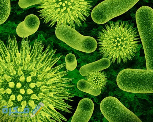 يمكن نشوء كائن حي جديد من نمو جانبي في الكائن الأصلي بواسطة