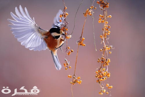 new wing emergency at the moment