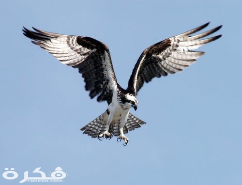 osprey adler bird of prey raptor 73825