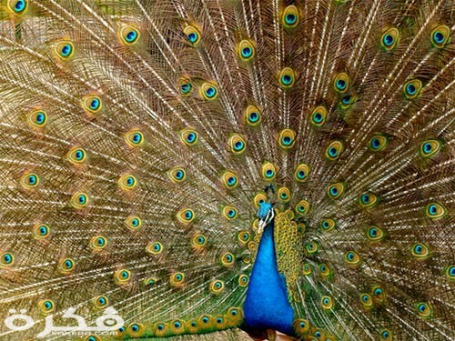 peacock plumage bird peafowl 45911