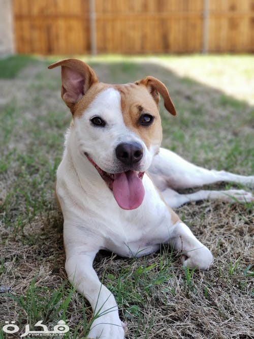 pexels photo 1078090