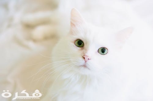 pexels photo 1084425 1