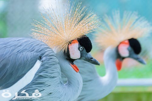 pexels photo 1131454