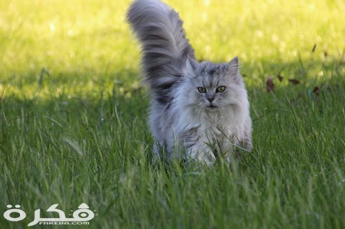 pexels photo 1296660