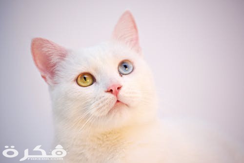 pexels photo 1302290