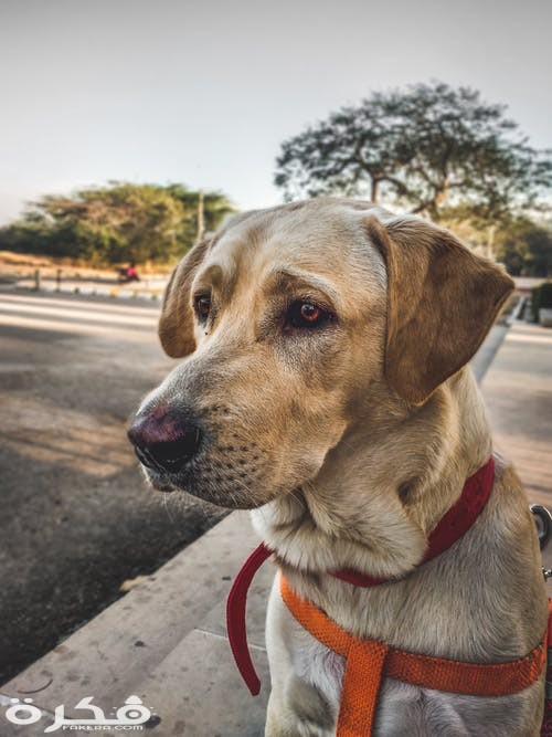 pexels photo 1308222