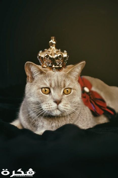 pexels photo 1314550