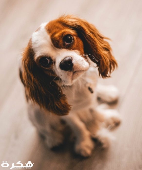 pexels photo 1390361 1