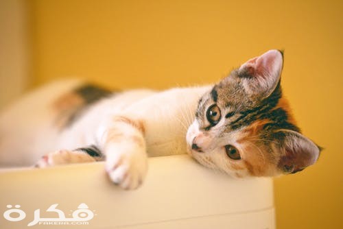 pexels photo 1404826