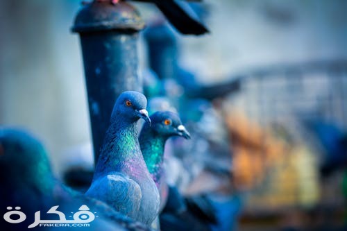 pexels photo 1431464