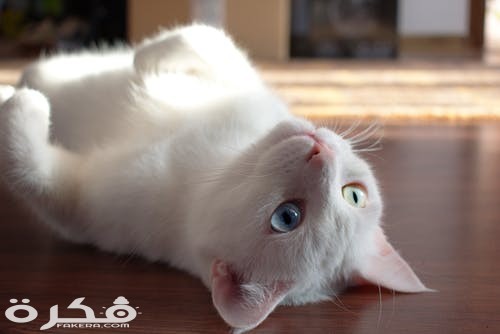 pexels photo 1476254