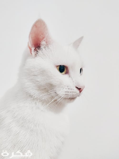 pexels photo 1485968