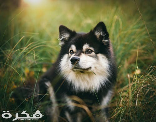 pexels photo 1493109