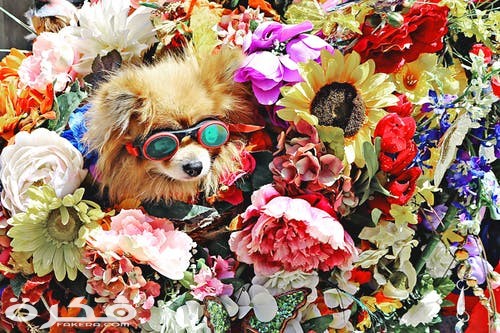 pexels photo 1577881