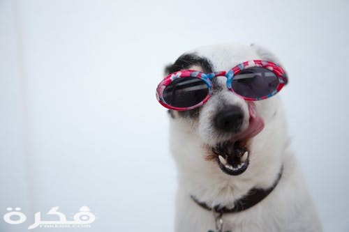 pexels photo 1629781