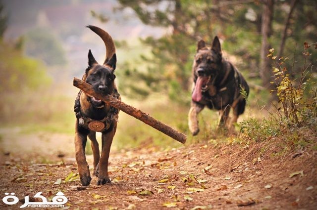 pexels photo 1633522