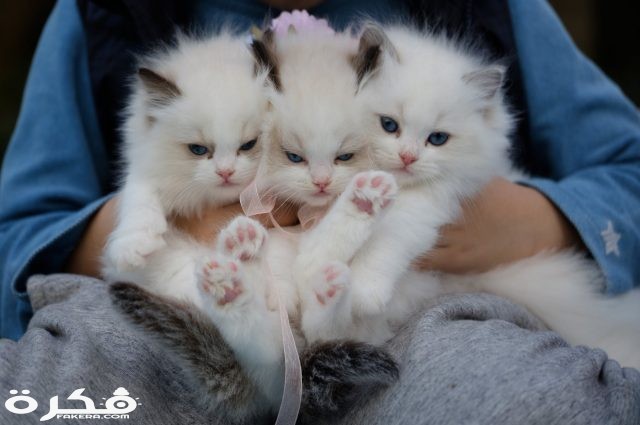 pexels photo 1643456