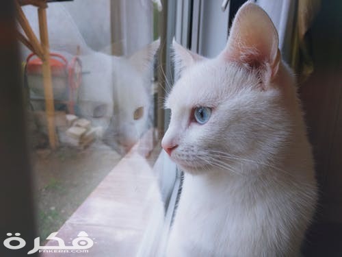 pexels photo 1644602