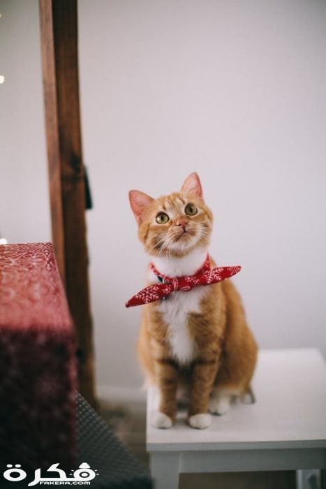 pexels photo 1741205