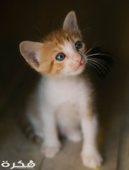 pexels photo 1835010