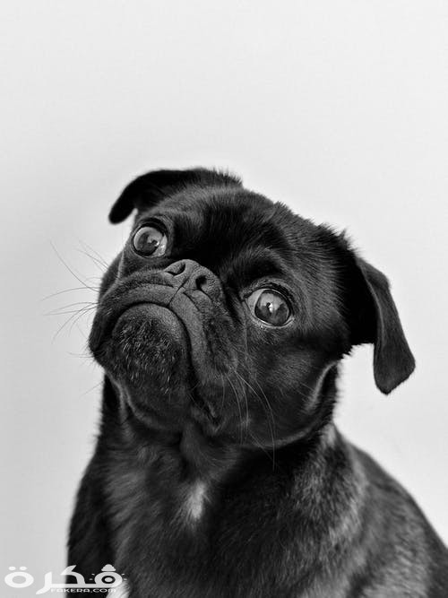 pexels photo 1851164