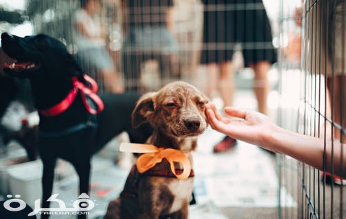 pexels photo 1904105