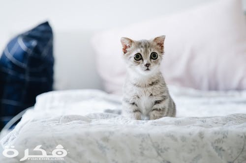 pexels photo 2061057 1