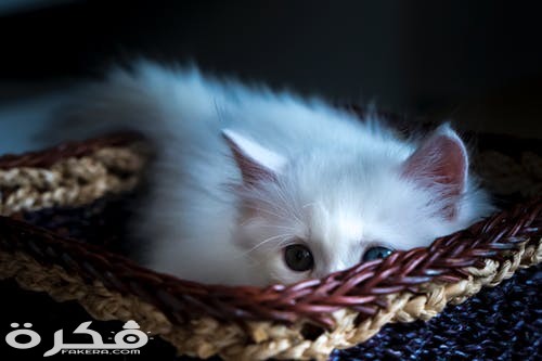 pexels photo 2131978