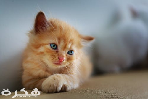 pexels photo 2181171