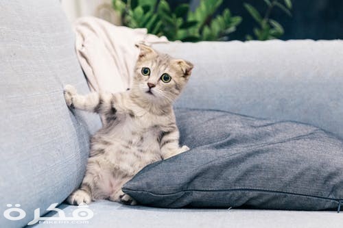 pexels photo 2194261