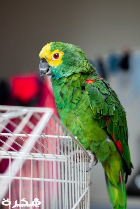 pexels photo 2226006