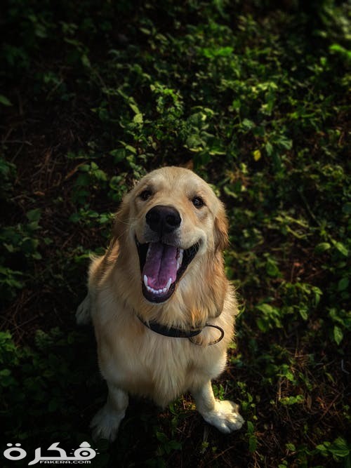 pexels photo 2409503