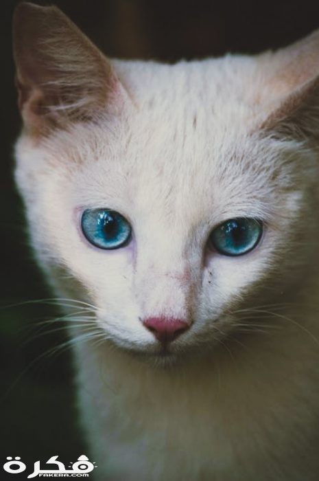 pexels photo 2453272